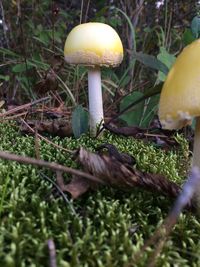 Close-up of mushroom growing on field