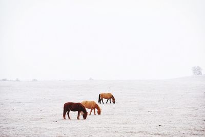 Horses on desert against clear sky