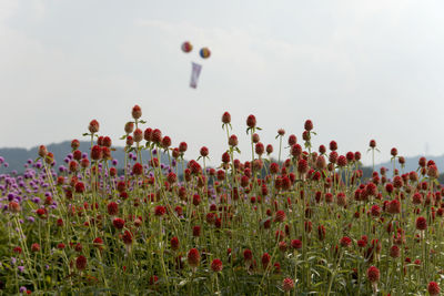 Close-up of poppy flowers growing in field