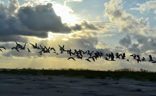 Flock of birds flying in the sky