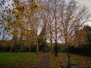 Trees on field during autumn