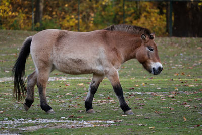 Side view of a horse on field