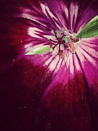 Close-up of pink flowers