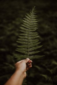 Close-up of hand holding fern leaves in forest