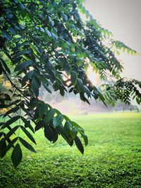 Close-up of fresh green tree on field against sky