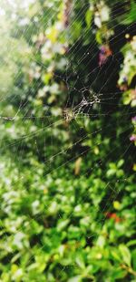 Close-up of spider on web