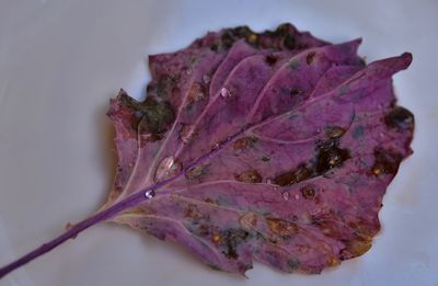 Close-up of leaf on water