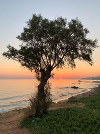 Tree by sea against sky during sunset