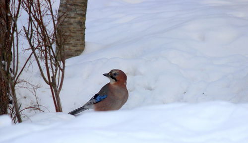 Close-up of bird perching on snow