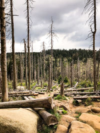 Plants growing on land against sky