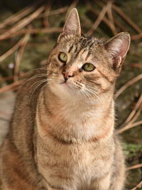 Close-up portrait of a cat