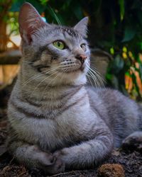 Close-up of a cat looking away