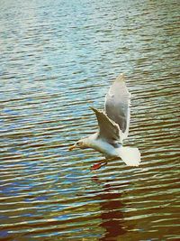 Bird flying over lake