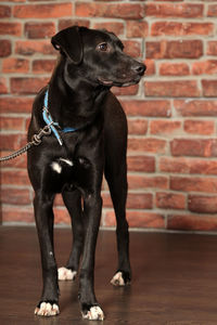 Portrait of black dog standing against brick wall