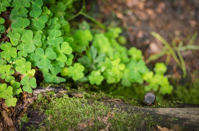 Close-up of clover leaves in forest