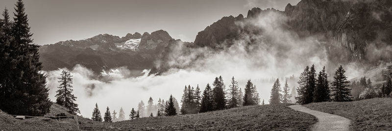 Panoramic view of pine trees against sky