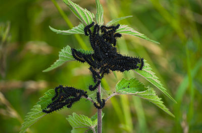 Close-up of insect on plant