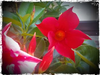 Close-up of red flowers blooming outdoors