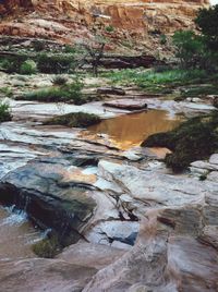 River flowing through forest