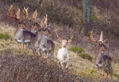 Deer standing in grass