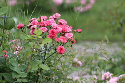 Close-up of pink flowers blooming in park