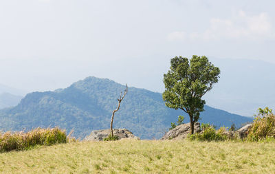 Trees on field against sky