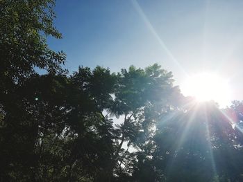 Low angle view of trees against bright sun