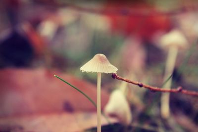 Close-up of fungus growing on tree trunk