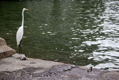 Crane bird on footpath by lake