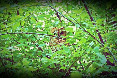 Close-up of insect on plant