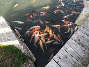 High angle view of koi carps swimming in lake