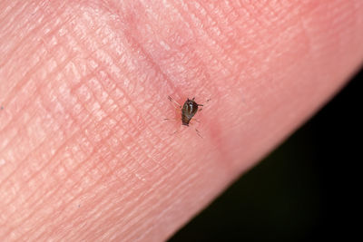 Close-up of insect on finger