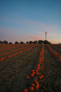 Pumpkin field and wind turbine at blue hour