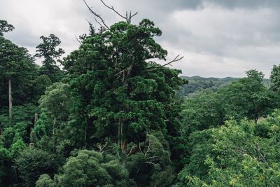 Low angle view of trees against cloudy sky