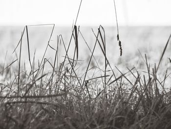 Close-up of grass on field against sky