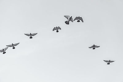 Low angle view of birds flying