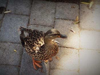 High angle view of mallard duck on footpath