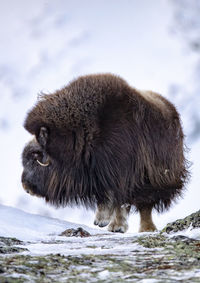View of an animal on snow