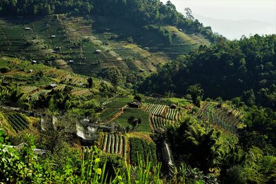 High angle view of plants growing on field