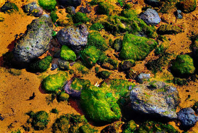 Close-up of lichen growing on rock at beach