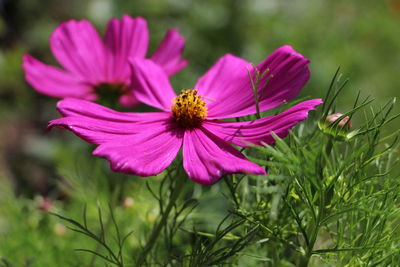 Close-up of pink flowers