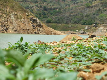 Surface level of rocks against trees