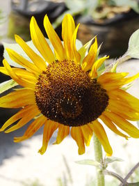 Close-up of yellow sunflower blooming outdoors