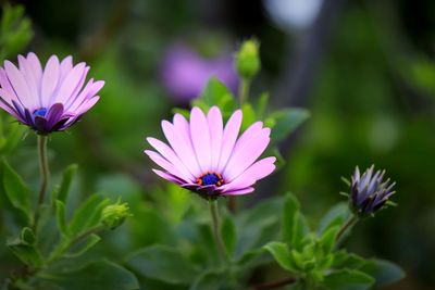 Close-up of purple flowers