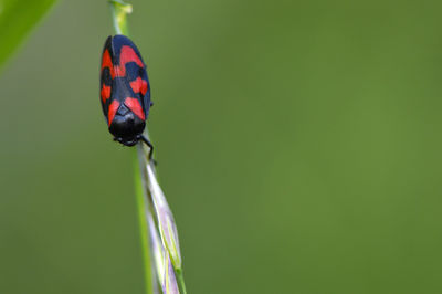 Close-up of ladybug on plant