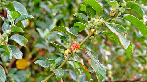 Close-up of insect on plant