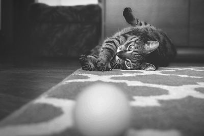 Portrait of cat lying on floor at home