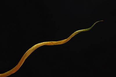 Close up of leaf against black background