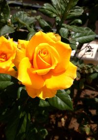 Close-up of yellow flower blooming outdoors