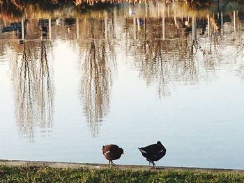 View of birds in lake